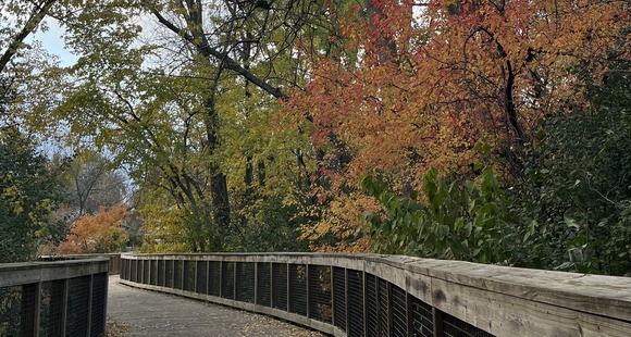 A photo of fall colors above the boardwalk at Nine Mile Creek trail in Edina.