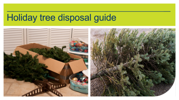 Holiday tree disposal guide