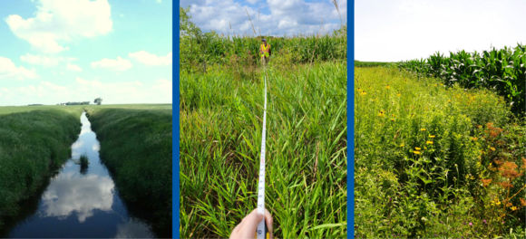 Three photos of buffer along ditch with water, measuring buffer, and pollinator plants in buffer zone