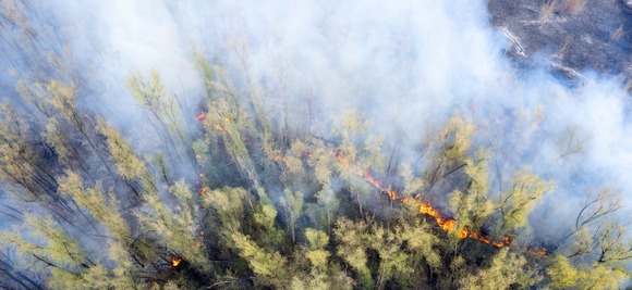 Forest burning with lots of smoke