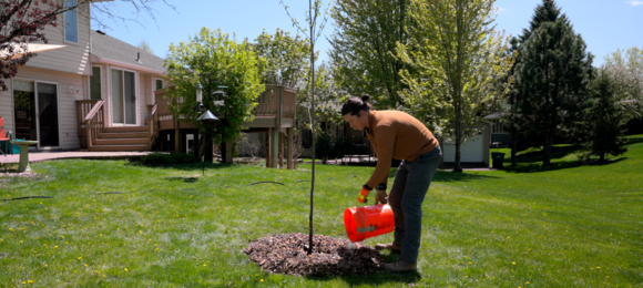 Person watering a newly planted tree in a residential backyard. 