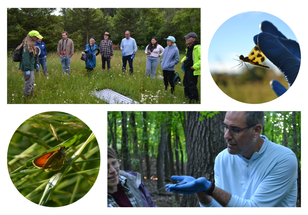 Collage of photos showing a group of people in a prairie, a dragonfly, a moth, and a person holding a salamander in a forest