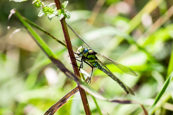 Insect