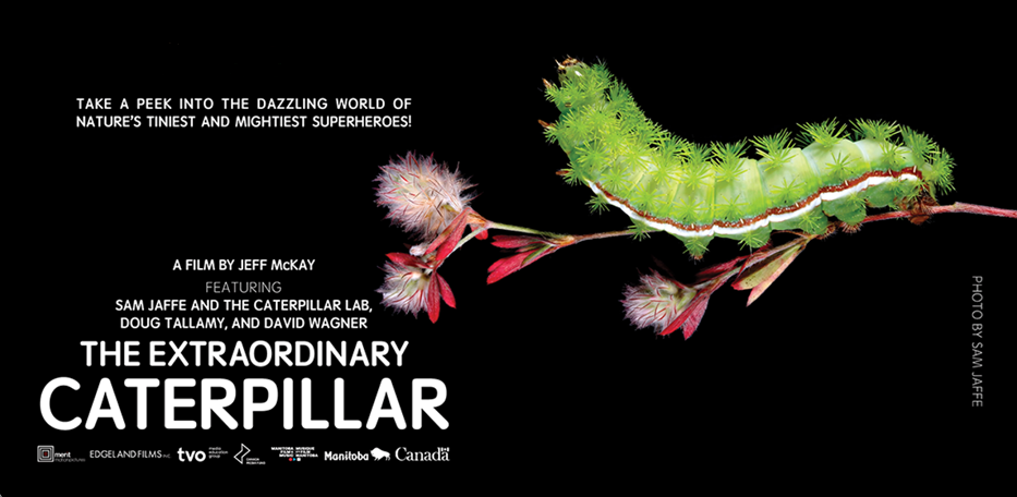 The extraordinary caterpillar film screening
