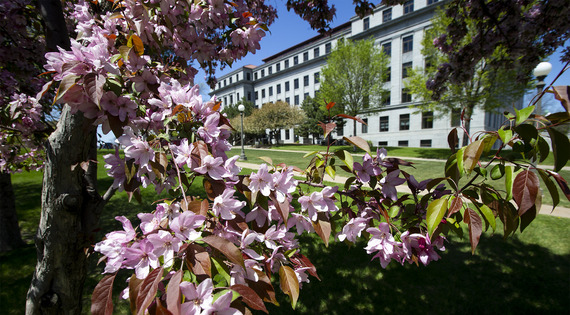 State Office Building in bloom