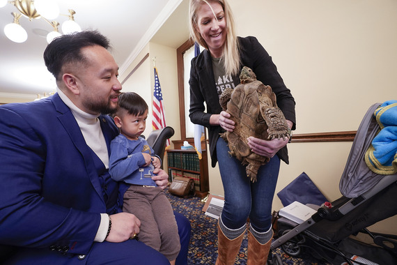 Tortoise in committee