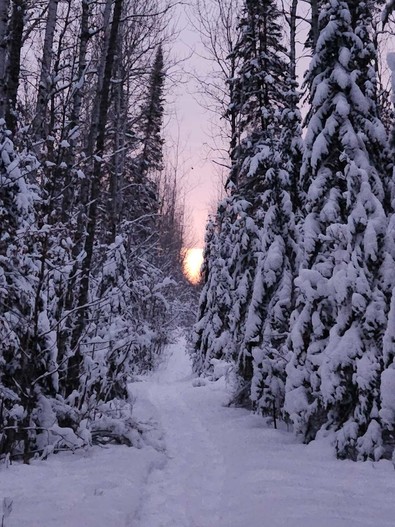 Snowshoe trail between treelines