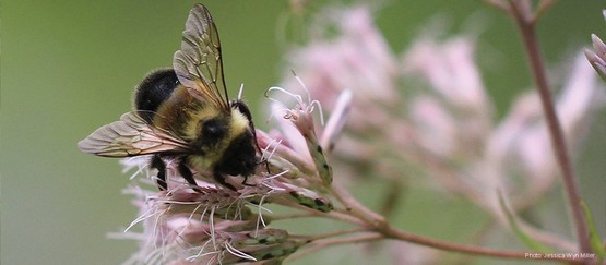 bee