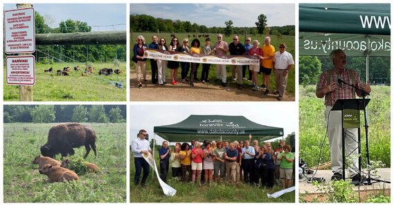 Bison Reintroduction