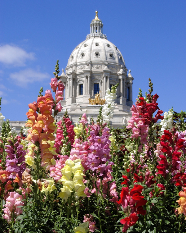 Capitol flowers 