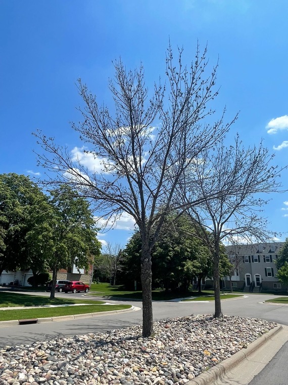 Dead Trees in Shakopee