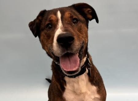 Oso, a terrier and pit bull mix available for adoption at the Golden Valley Humane Society.