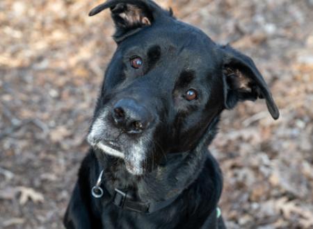 Adopt King at the Coon Rapids Humane Society.