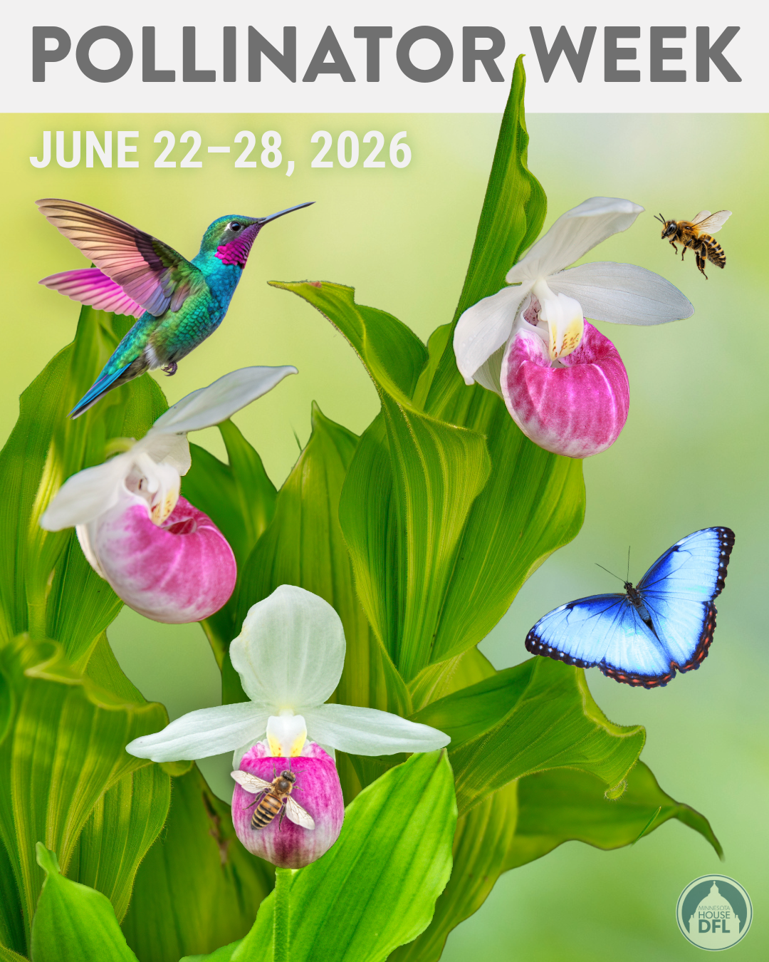 pollinator