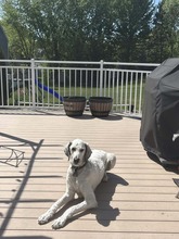 WILLIE THE DOG