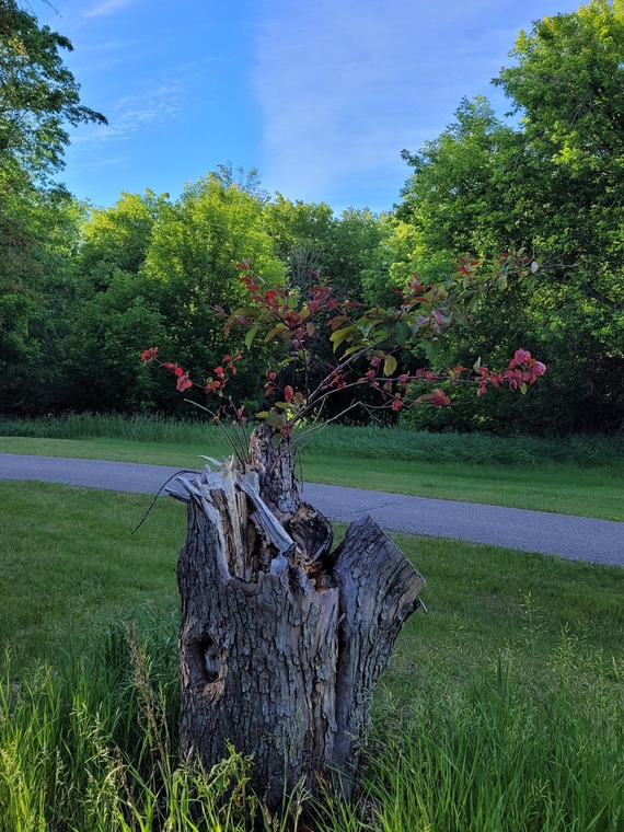 stump
