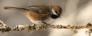 Chickadee