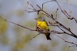 Nashville Warbler