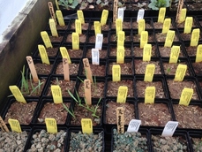 Phase I Revegetation Study