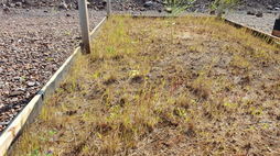 Revegetation Study