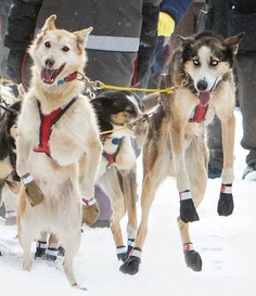 Beargrease Starting Line Photo