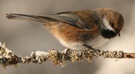 Chickadee