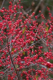 Winterberry