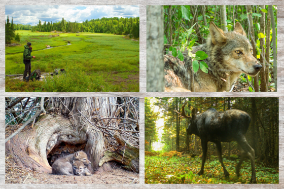 Voyageurs Wolf Project Collage