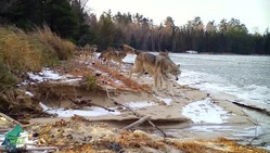 Voyageurs Wolf Project 