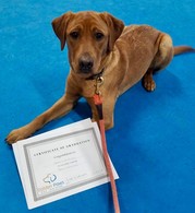 Golden Paws Dog Training