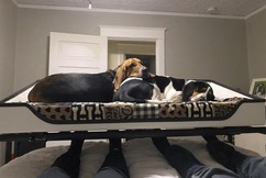 Doggy Bunk Bed