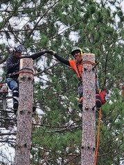 Dutchman Tree Service