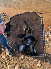 Rainbow Trout in Net 