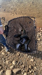 Rainbow Trout in Net