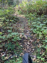 Pincushion Mountain bike trail before rehabilitation
