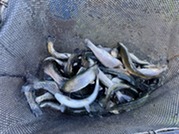 Rainbow Trout