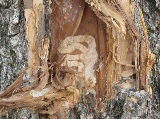 Gallery in bark crack