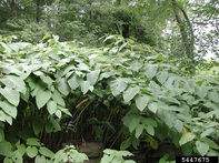 giant knotweed