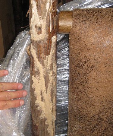 insect damage on log chair