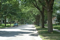 tree lined street