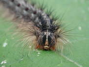 gypsy moth larva front view