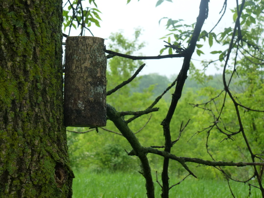 Ash bolts with Tetrastichus planipennisi