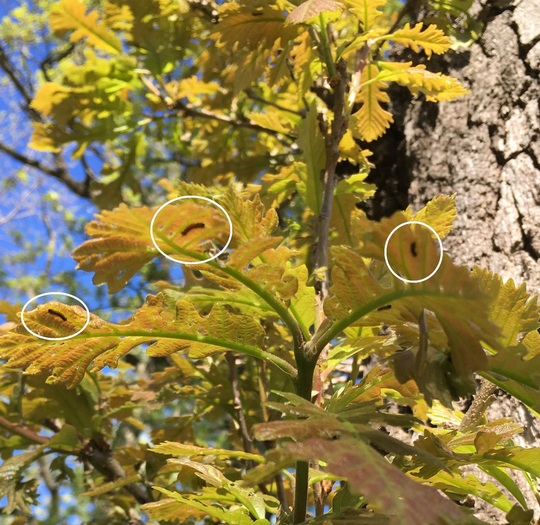 Tiny gypsy moth larvae on oak leaves