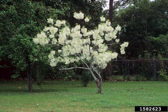 White fringetree