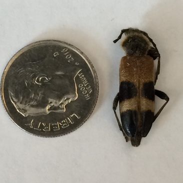 Semanotus sinoauster adult by dime