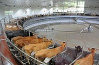 dairy cows in milking parlor