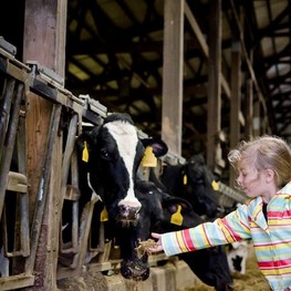 Redhead Creamery member spotlight for June Dairy month 