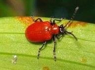 Lily leaf beetle