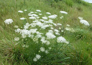 Wild carrot