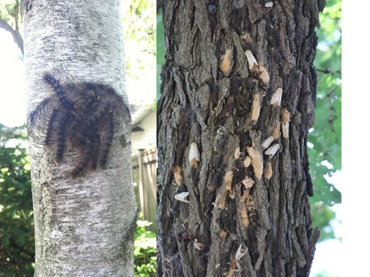 GM caterpillars, moths and egg masses